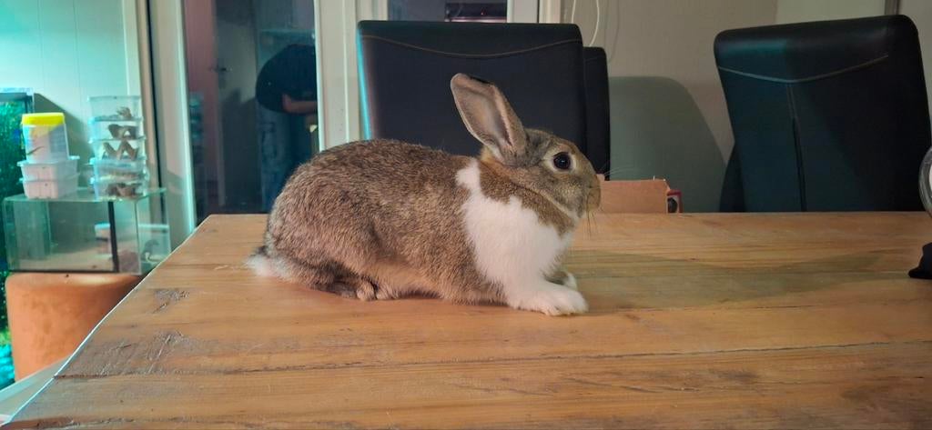 MOET ASAP WEG Mannetjes konijn 2 jaar oud, Dieren en Toebehoren, Konijnen, Mannelijk, Middelgroot, 0 tot 2 jaar