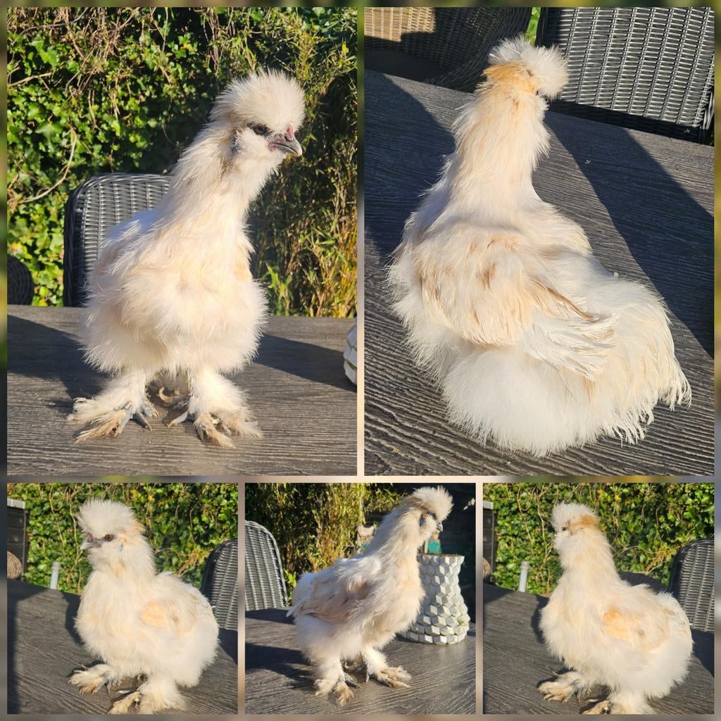 Prachtig usa zijdehoen haantje, Dieren en Toebehoren, Pluimvee, Mannelijk, Kip