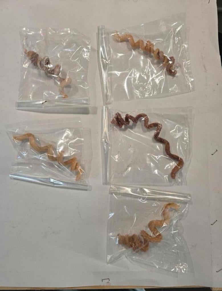 Nog wat mooie kokerwormen mogen nu voor 3,50 per stuk, Ophalen of Verzenden