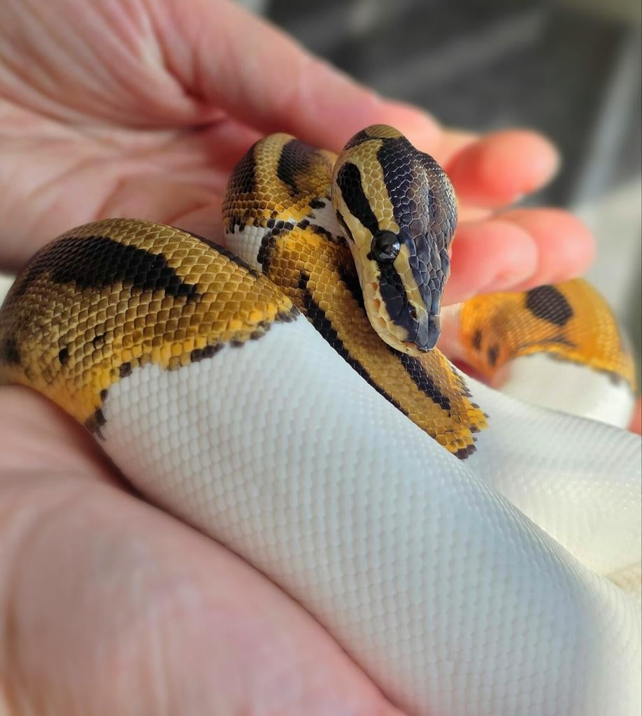 Python regius man, Dieren en Toebehoren, Slang, 3 tot 6 jaar