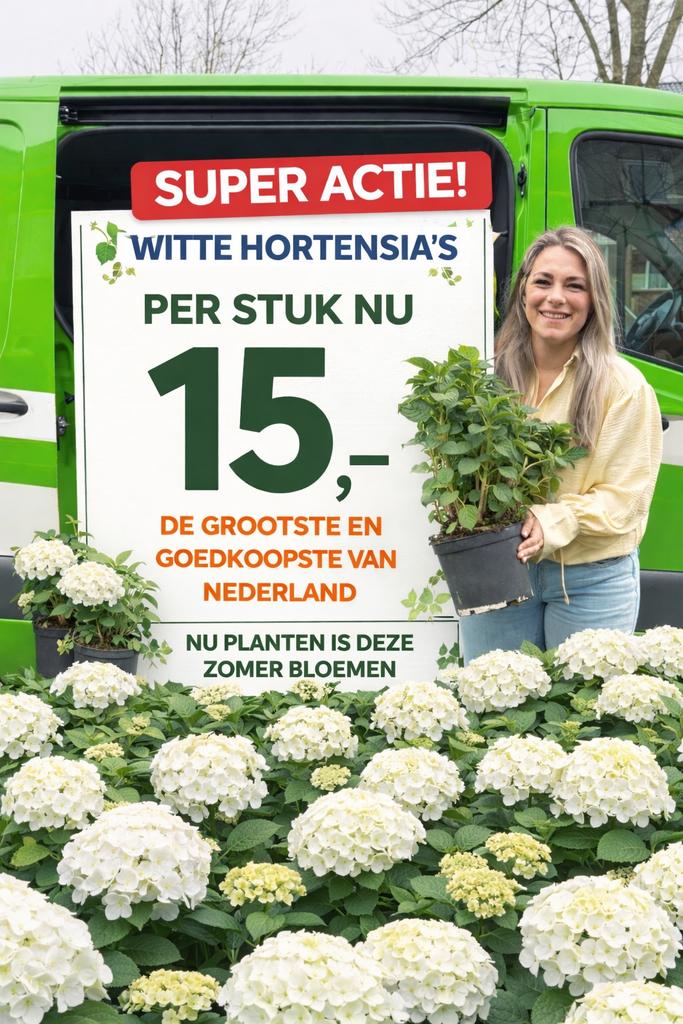 Witte hortensia’s (grote pot 10L) NU 15,- SUPERKOOP!!, Tuin en Terras, Overige soorten, Vaste plant, Ophalen of Verzenden, Halfschaduw