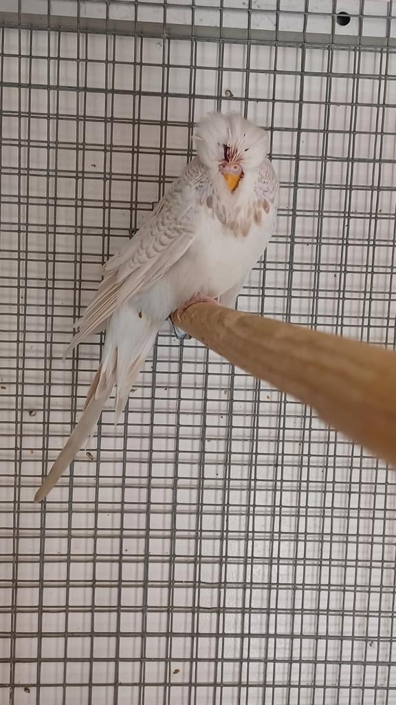 Engelse lacewing parkiet man, Mannelijk, Parkiet, Geringd