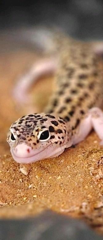 Luipaard gekko leopard gekko Crested Gecko - unknown for sale from Ilona