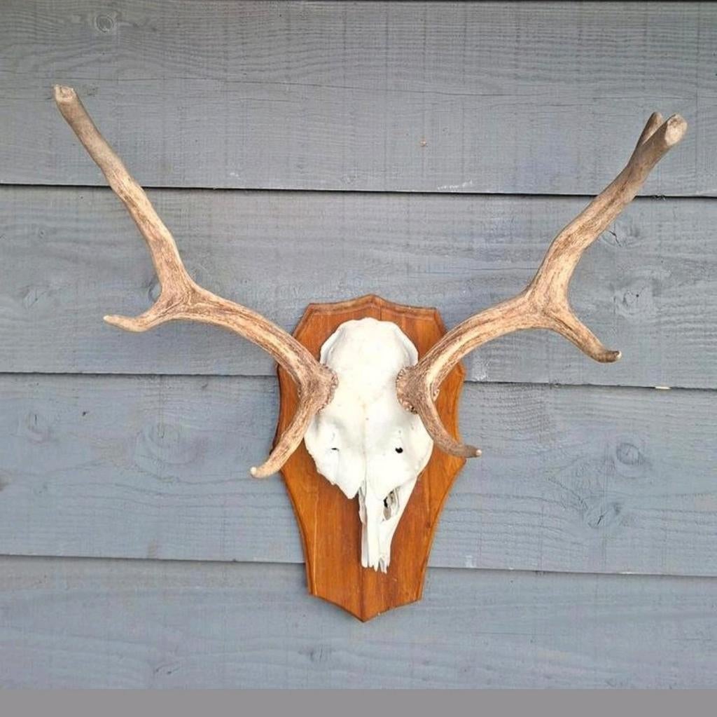 damhert gewei op schild., Ophalen, Hert, Schedel