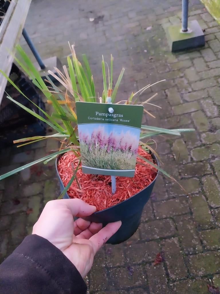 Roze Pampasgras - Cortaderia selloana 'Rosea', Tuin en Terras, Planten | Tuinplanten, Vaste plant, Siergrassen, Volle zon, Herfst