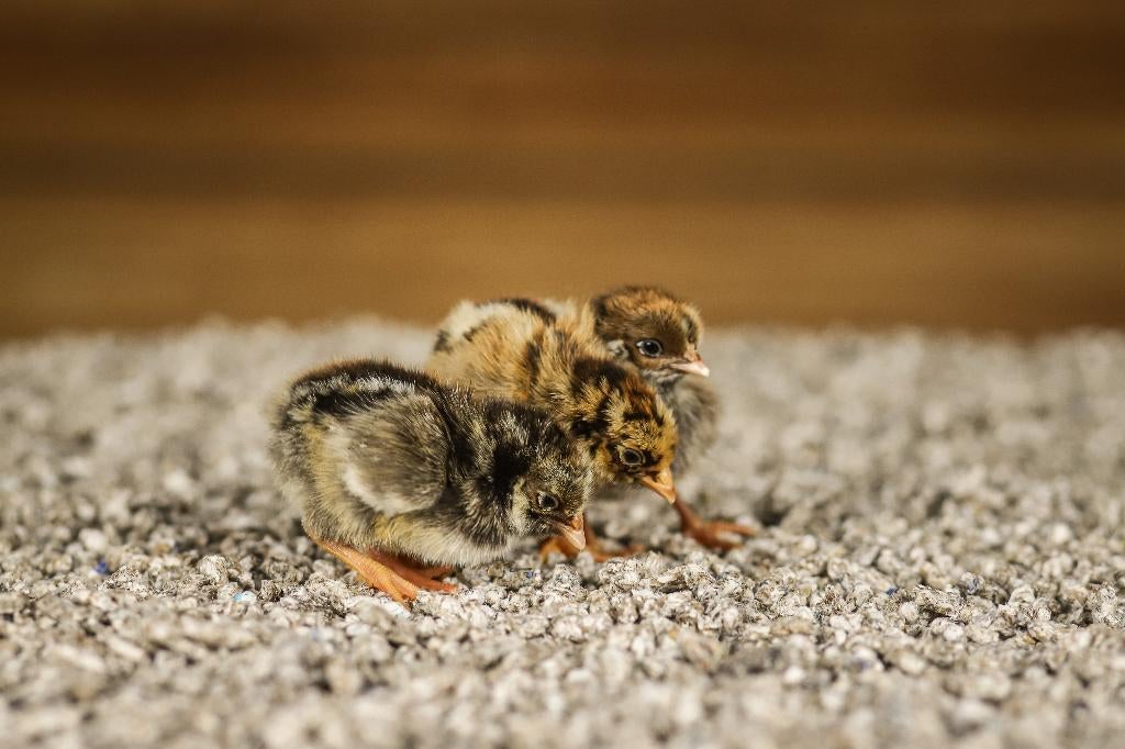 Barnevelder kriel kippenkuikens | Gesekst en Ingeënt, Vrouwelijk, Kip