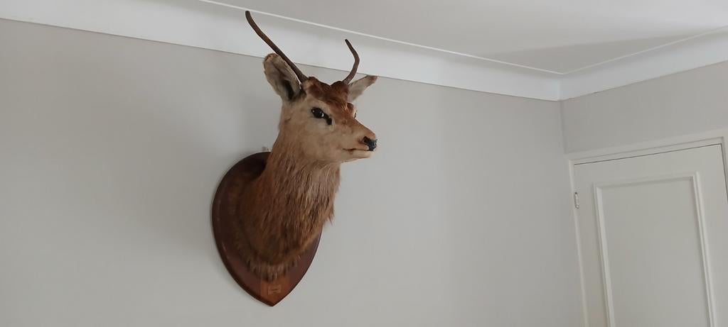 Prachtige hertenkop, Verzamelen, Dierenverzamelingen, Ophalen of Verzenden