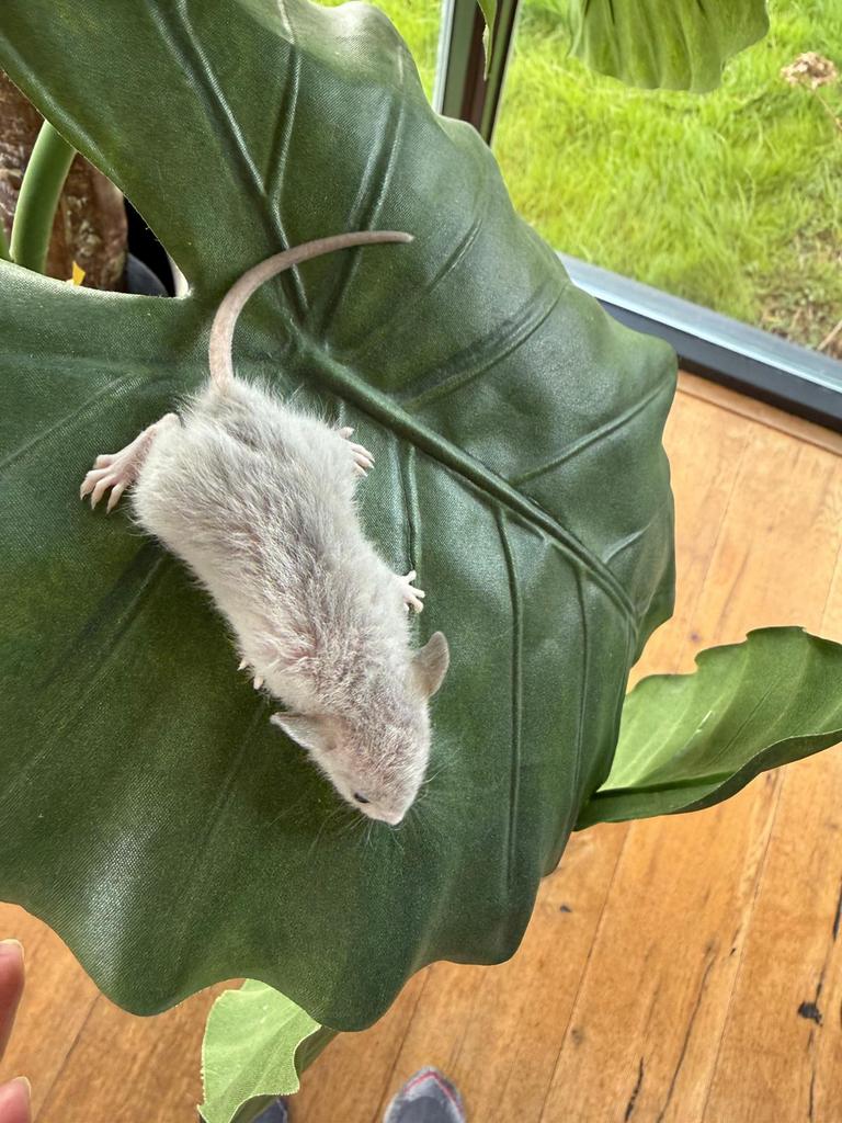 Gave dwerg rittens, dwergratjes, ratjes, ratten!!, Rat, Februari, Meerdere dieren, Tam