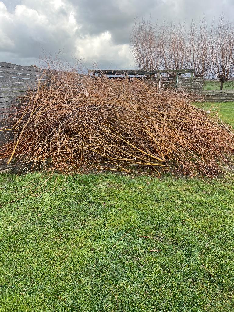 Wilgentakken gratis af te halen, Ophalen, Volle zon, Overige soorten