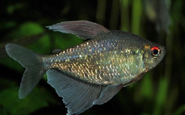 Hobbyaquarium diamantzalmen, Dieren en Toebehoren, Vissen | Aquariumvissen, Zoetwatervis, Vis, Schoolvis