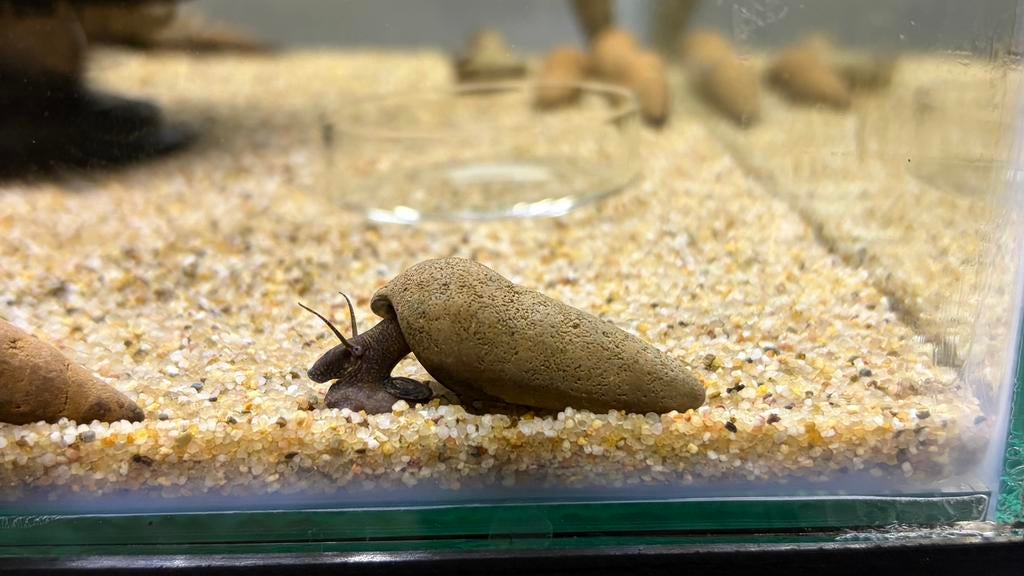 Tylomelania Chocolate poso, Dieren en Toebehoren, Slak of Weekdier