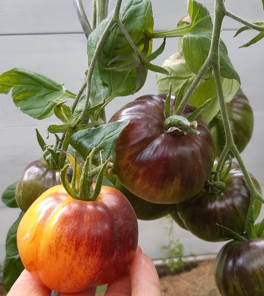 Tomaten zaden verschillende soorten/rassen, Tuin en Terras, Bloembollen en Zaden, Ophalen of Verzenden, Zaad