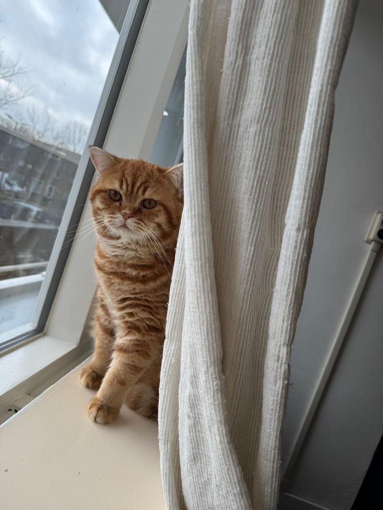 Britse Korthaar kat, Poes, Ontwormd, 0 tot 2 jaar