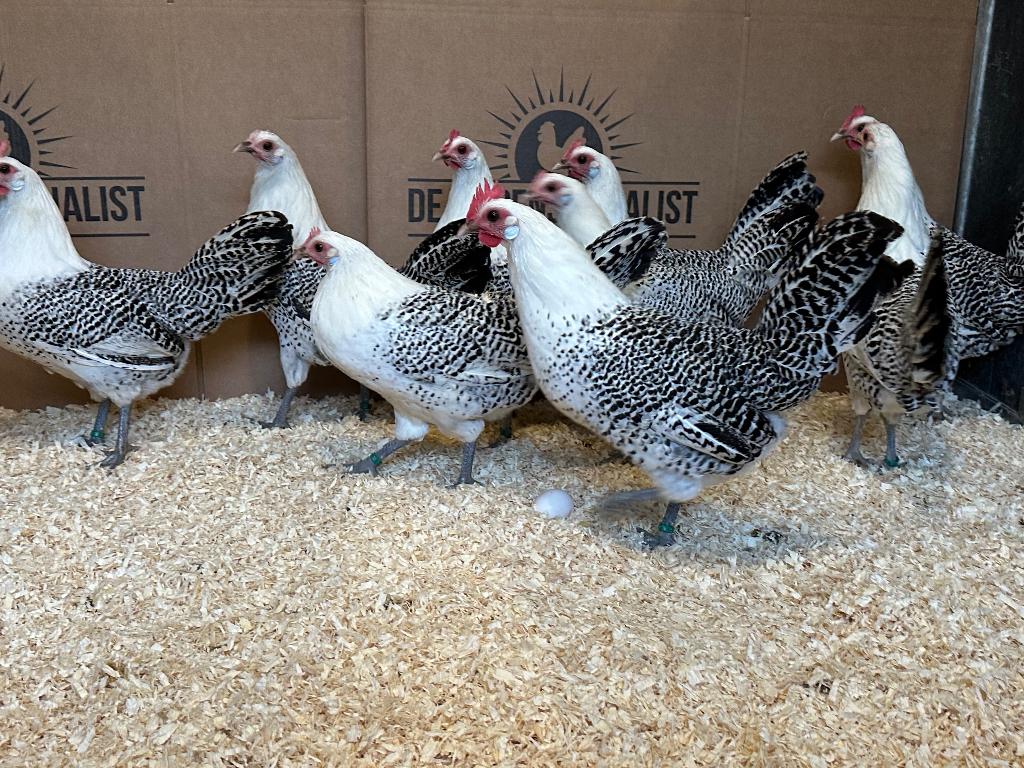 Jonge tamme Friese Hoen kippen gesekst & ingeënt, Dieren en Toebehoren, Vrouwelijk, Kip