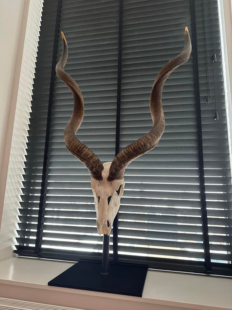 Kudu (koedoe) schedel, op een stalen standaard, Ophalen of Verzenden, Zo goed als nieuw, Schedel