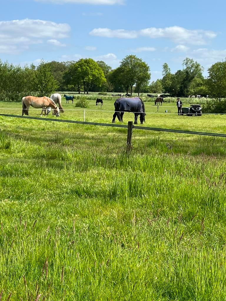 Stalling en weidegang, Dieren en Toebehoren, Weidegang