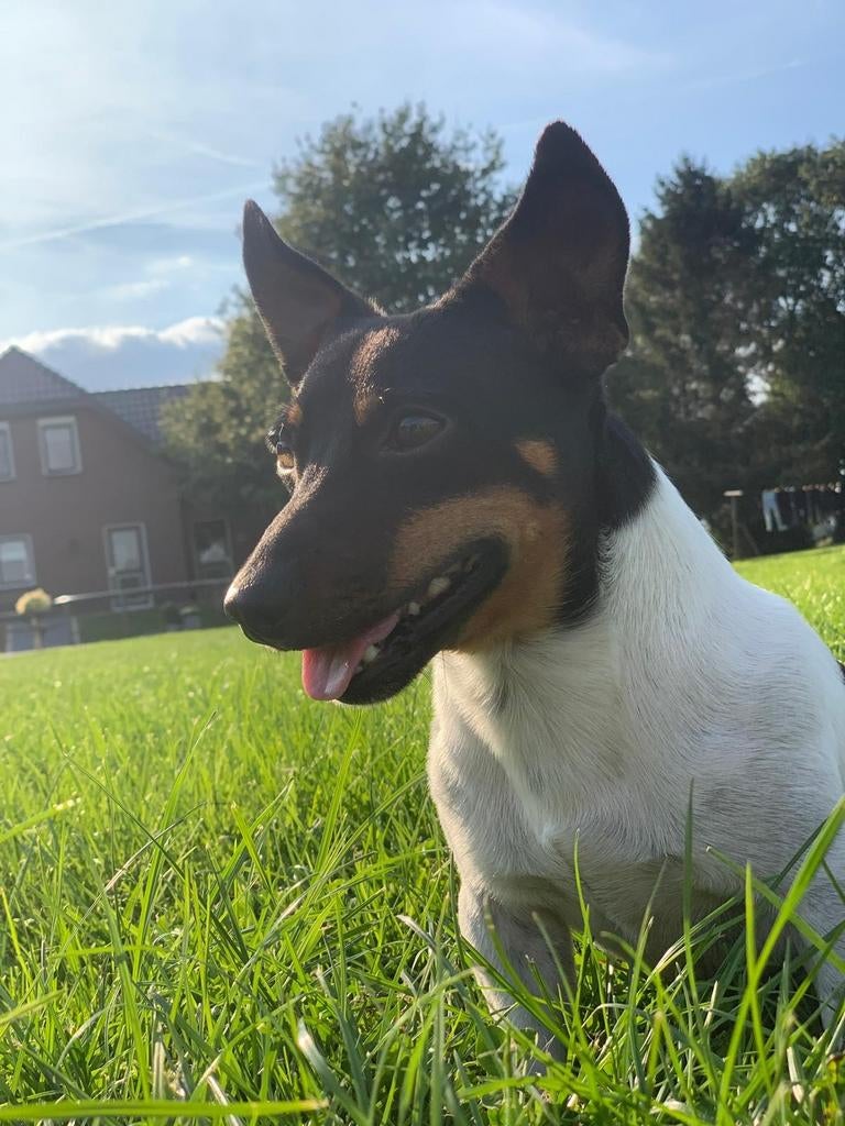 Dekreu Jack Russel, Parvo, Reu, 1 tot 2 jaar, Eén hond