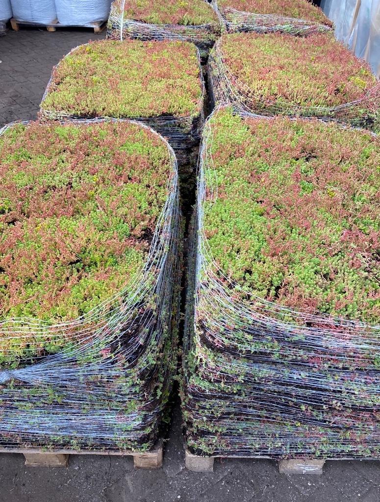 Sedum matten ,tegels er uit groen blijvend er in €20,00 pst, Ophalen of Verzenden, Overige soorten, Volle zon