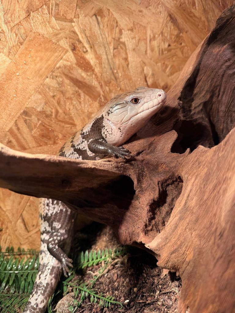 blauwtongskink, Hagedis, Tam, 0 tot 2 jaar