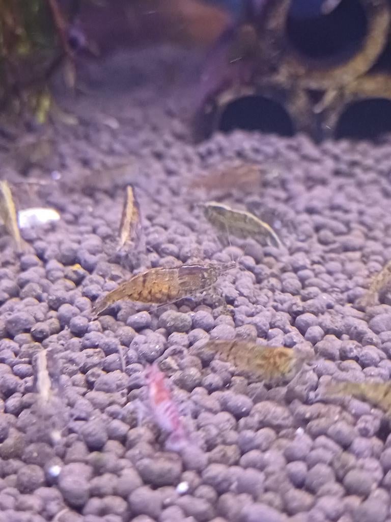 Garnalen wildmix, Kreeft, Krab of Garnaal