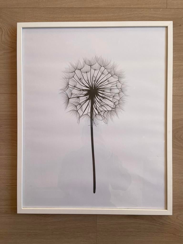 Desenio Paardenbloem Print met Lijst 52x42cm, Ophalen, Minder dan 50 cm, 50 tot 75 cm, Print