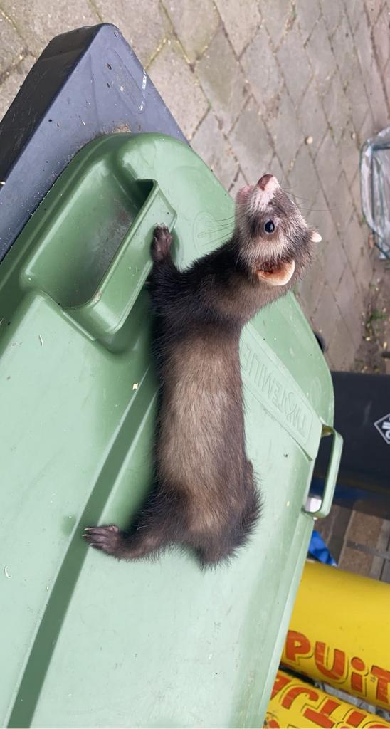 Koppel fretten, Dieren en Toebehoren, Knaagdieren, Meerdere dieren, Fret, Augustus, Tam