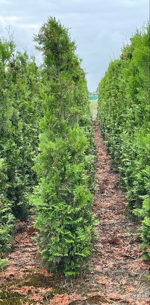 Haagconiferen Thuja Brabant 2m, Ophalen, Conifeer, 100 tot 250 cm