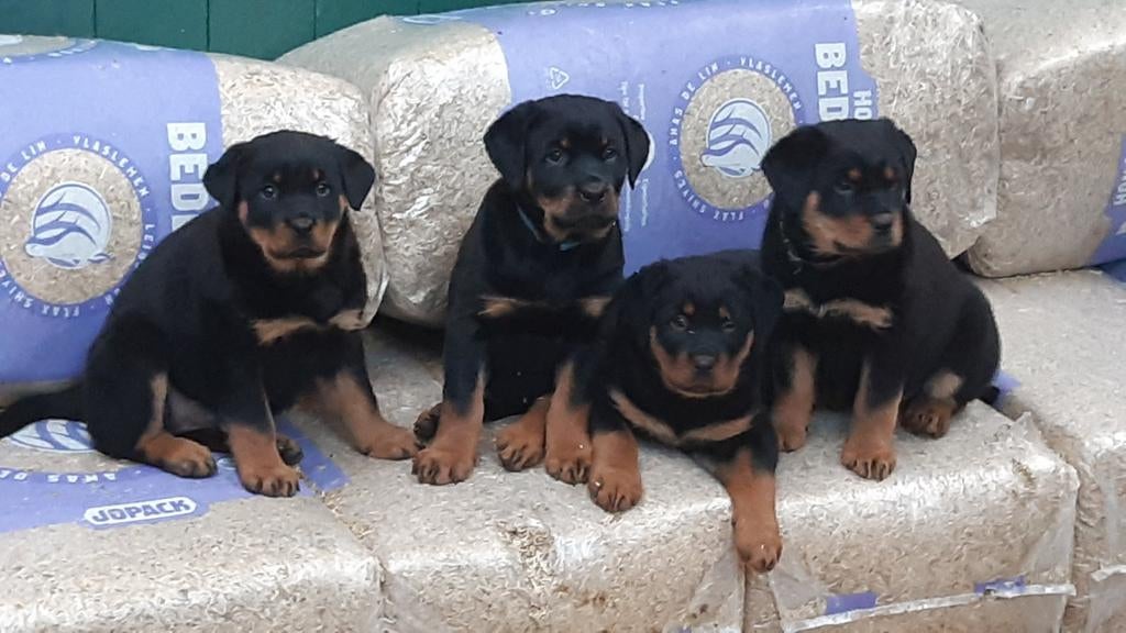 Grove Rottweiler puppies te koop, Parvo, 8 tot 15 weken, Meerdere, Meerdere dieren