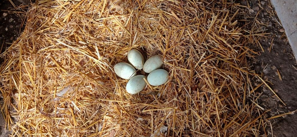 Eieren, Dieren en Toebehoren, Geslacht onbekend, Kip