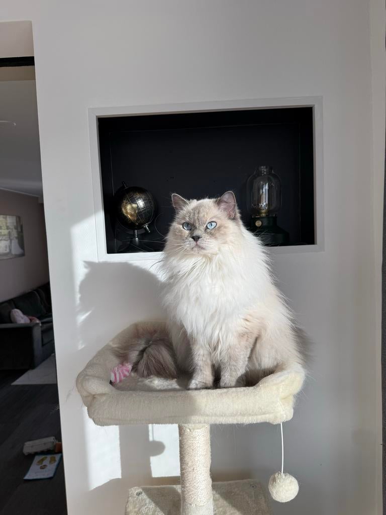 Ragdoll poes, Dieren en Toebehoren, Katten en Kittens | Overige Katten, Poes, Langharig, 3 tot 5 jaar
