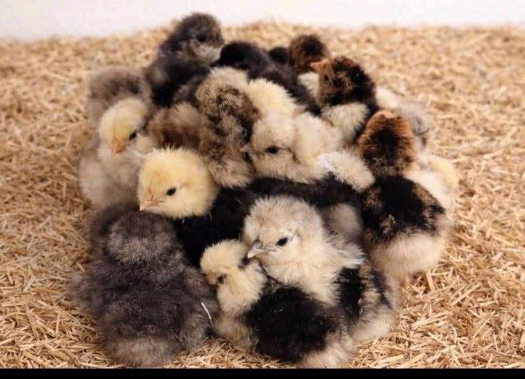 Zijdehoen hen kuikens, Dieren en Toebehoren, Pluimvee