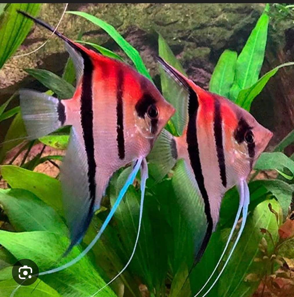 Manacapuru red back scalare maanvis, Vis