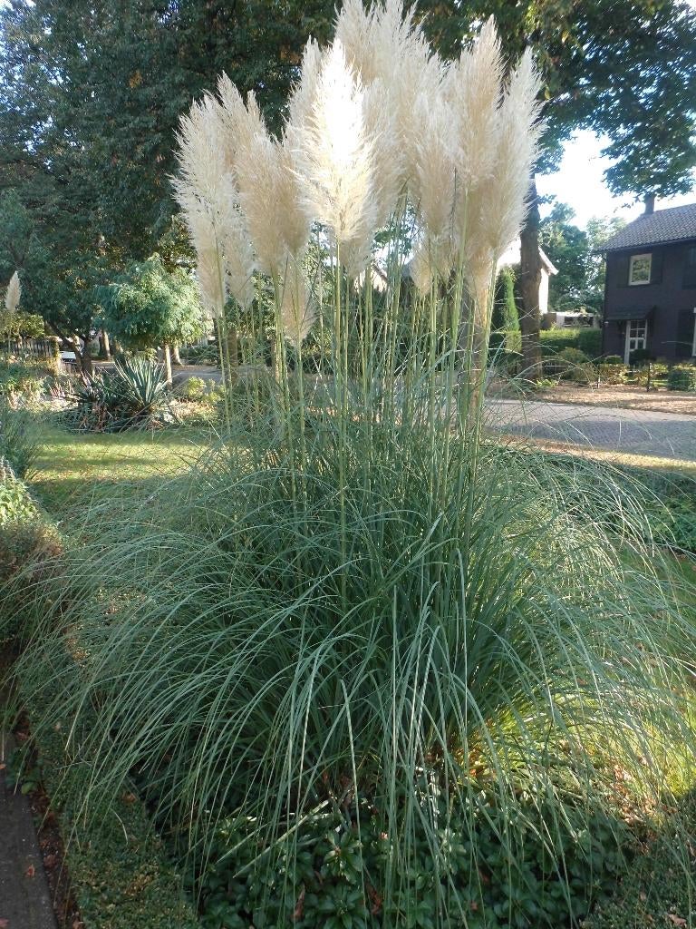 Pluimen pampas gras Siergras, Ophalen, Volle zon, Vaste plant, Siergrassen