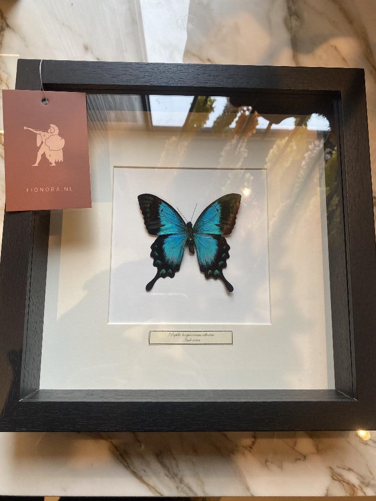 Opgezette vlinder in lijst, Verzamelen, Dierenverzamelingen, Ophalen of Verzenden, Nieuw, Insect, Opgezet dier