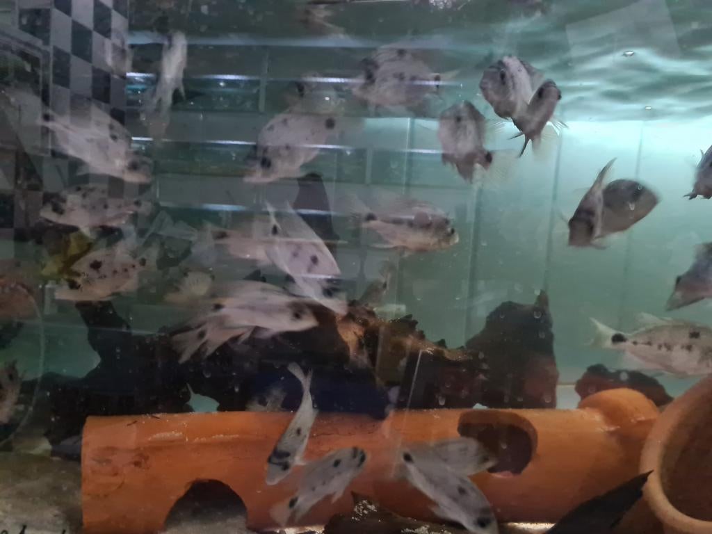 Vieja Argentea Cichliden bij Sjaka's Fish Heaven, Dieren en Toebehoren, Vis, Zoetwatervis