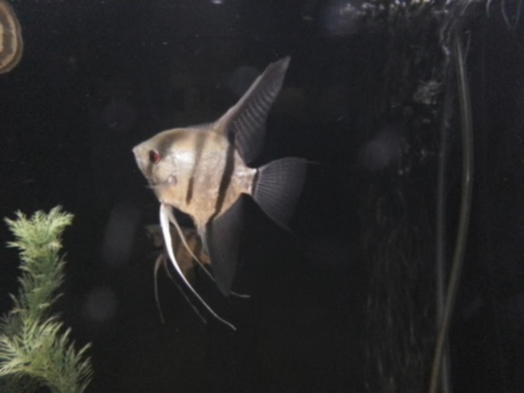 Jonge Silver Scalare maanvissen, Dieren en Toebehoren, Vissen | Aquariumvissen