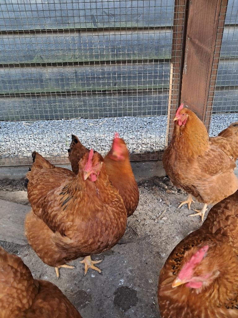 New hampshire kippen, Dieren en Toebehoren, Vrouwelijk