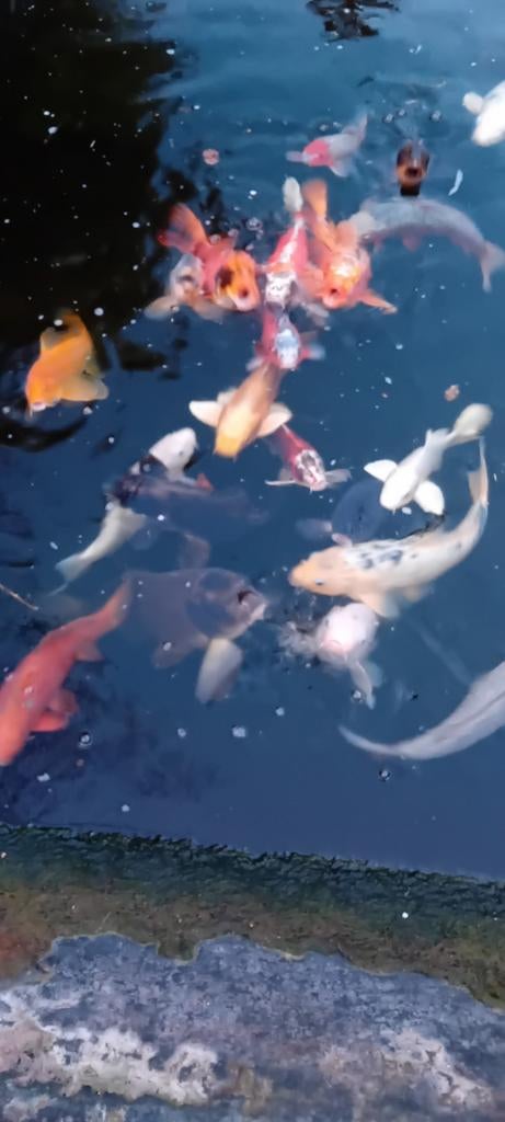 Vijver, Karper of Koi