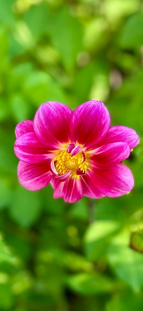 Dahlia knol 79, Tuin en Terras, Bloembollen en Zaden, Ophalen of Verzenden, Volle zon, Knol