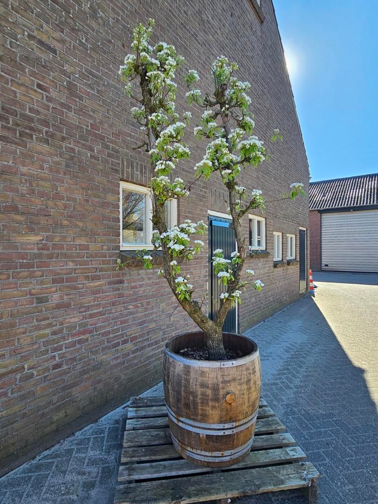 5x Conference perenboom in authentiek wijnvat, Ophalen of Verzenden, Volle zon, Overige soorten