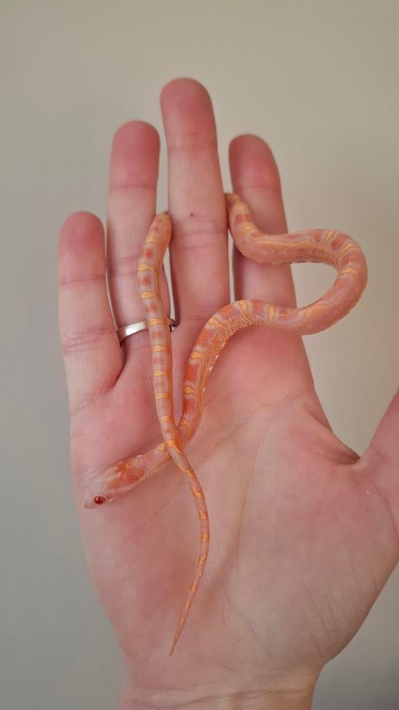 Pantherophis guttatus ~ Amel scaleless het motley, Slang, 0 tot 2 jaar