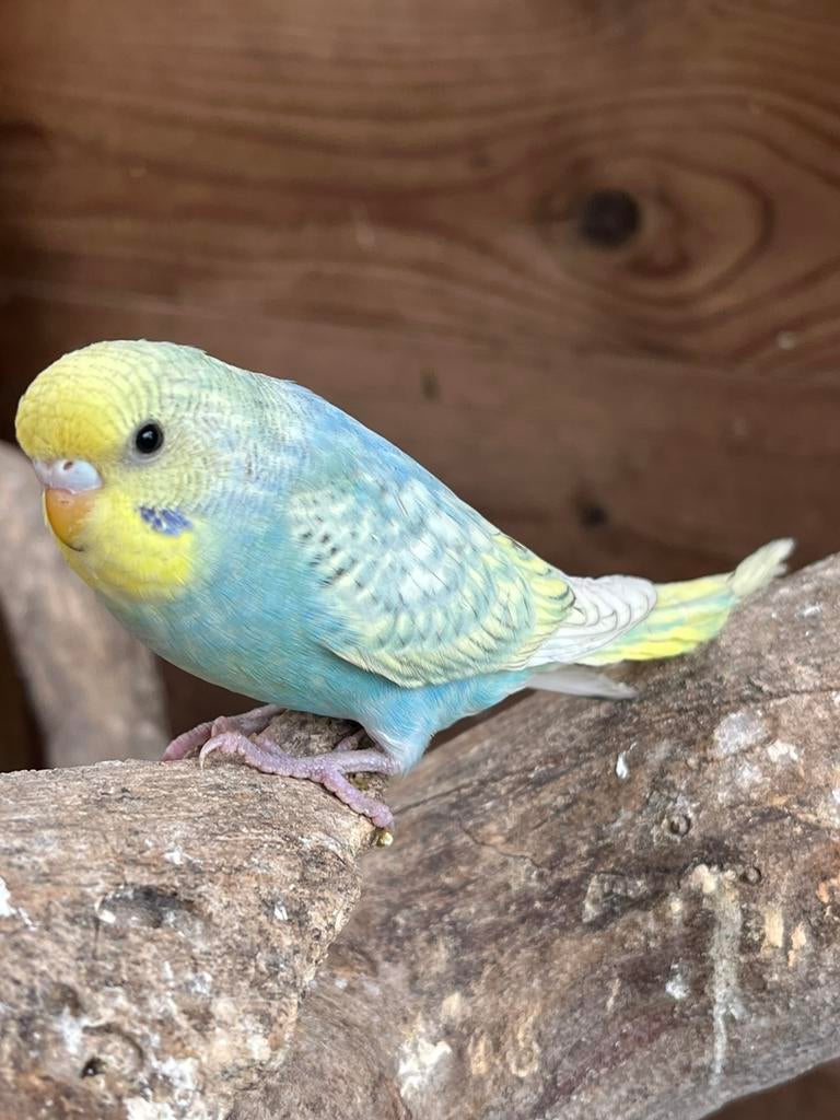 Jong grasparkietje, Geslacht onbekend, Parkiet