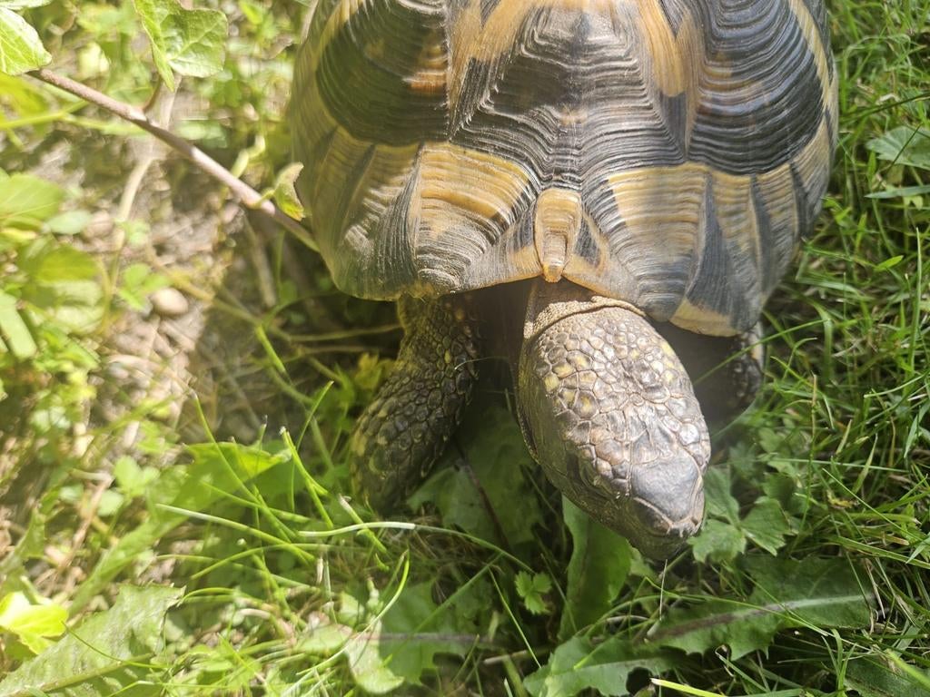 Schildpad Tortoise - unknown for sale from Friedhelmdeschildpad