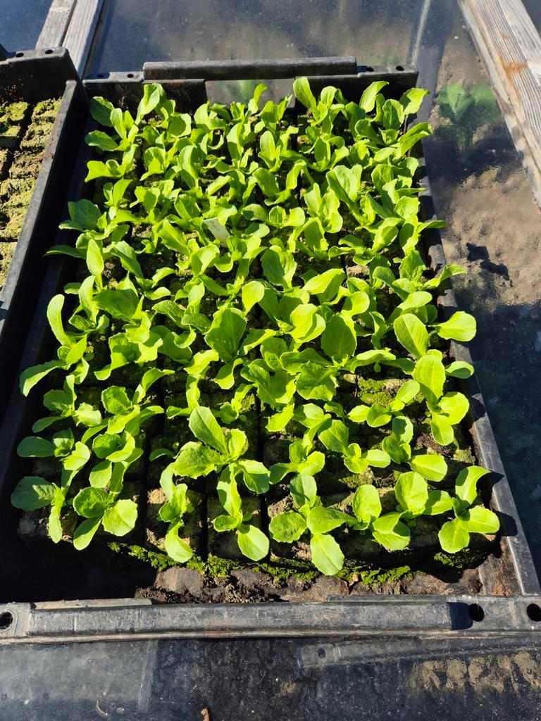 Groenteplanten, Tuin en Terras, Planten | Tuinplanten, Eenjarig, Groenteplanten, Volle zon, Ophalen