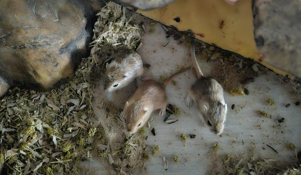 3 gerbils !moeten weg!, Januari, Meerdere dieren, Overige typen, Tam