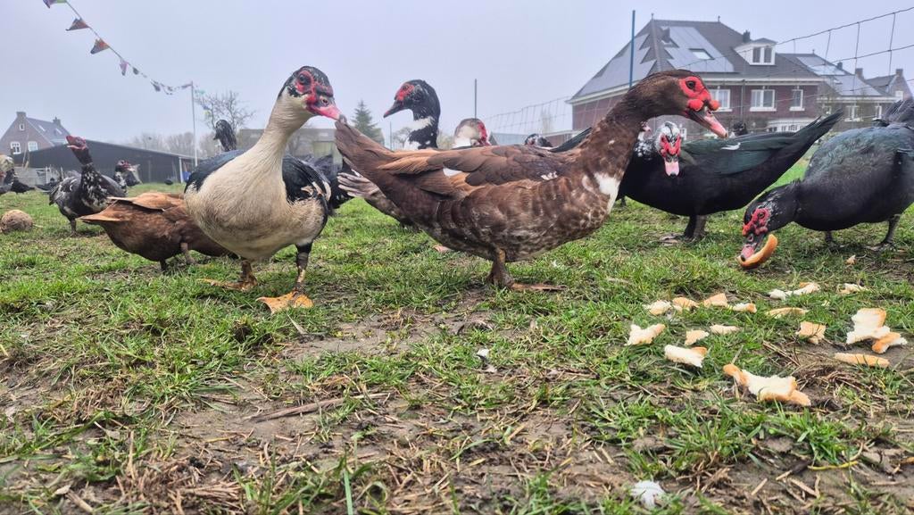 Te koop muskus eenden., Dieren en Toebehoren, Meerdere dieren, Eend
