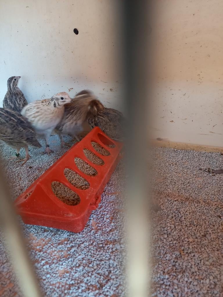 Inlandse kwartels, Meerdere dieren, Geringd