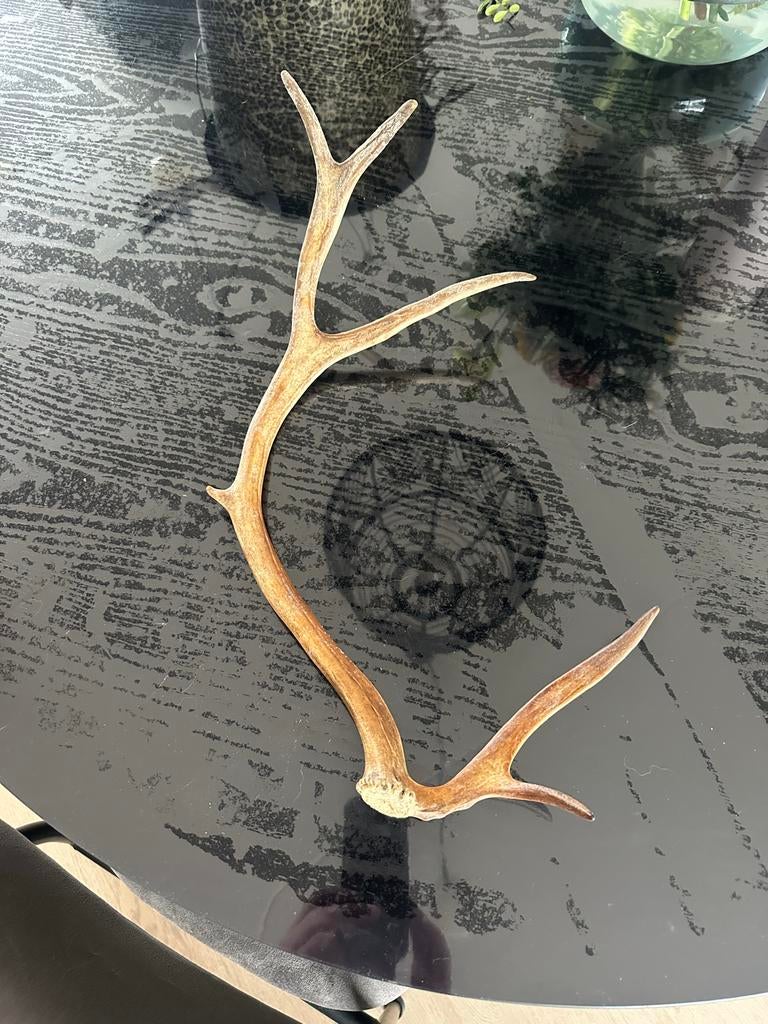 Echt hertengewei - Decoratief en uniek, Ophalen, Gebruikt, Hert, Gewei of Kop