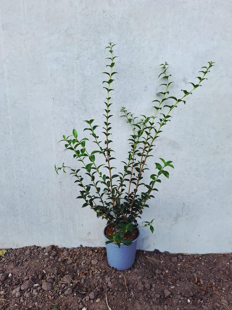 Osmanthus Burkwoodii 🌿 haagplant, Ophalen, Overige soorten