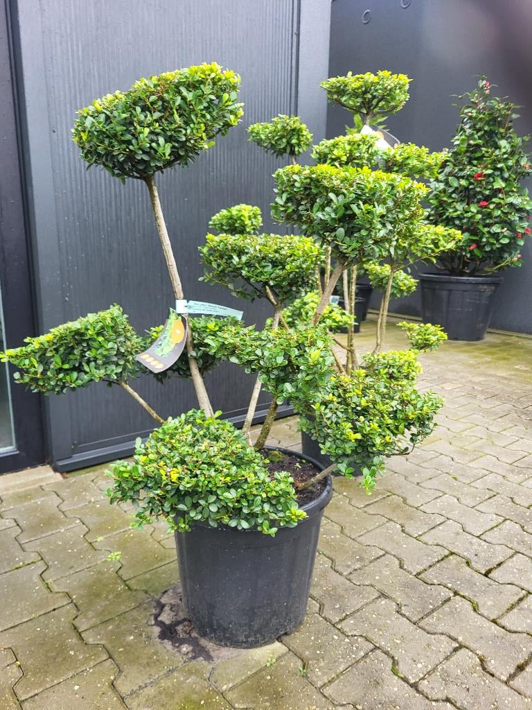 Ilex crenata green hegge bonsai, Halfschaduw, Overige soorten, Minder dan 100 cm, Zomer